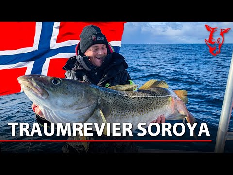 Der BESTE FJORD in NORWEGEN? Angeln auf SKREI & HEILBUTT