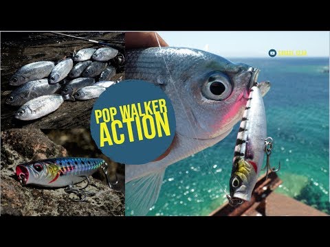 Crazy Top Water Fishing with Pop Walker by Savage Gear🔥🔥🔥🔥