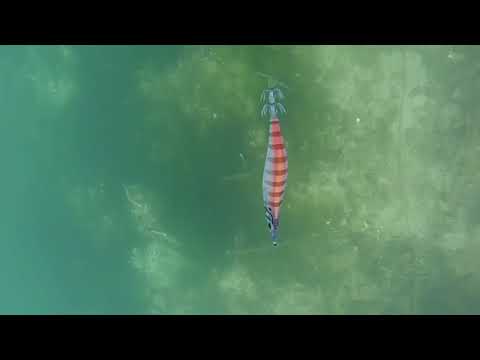 DTD PANIC FISH